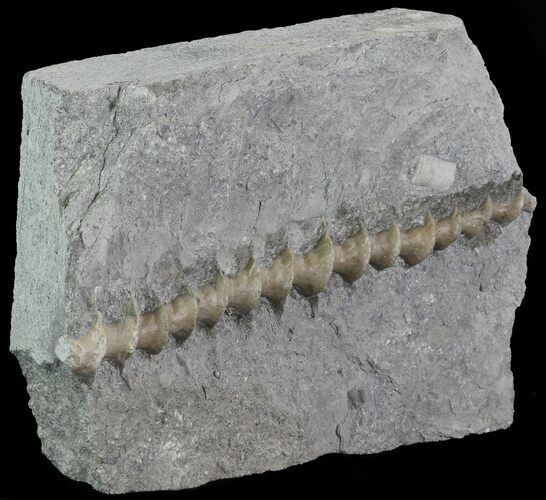 Archimedes Screw Bryozoan Fossil - Missouri #68674